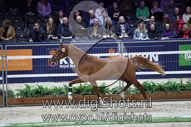 Stallone L v. Lord Romantic