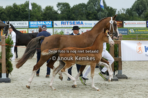 16 - Vivaldi HS ( Olympus HS x Patijn ) 