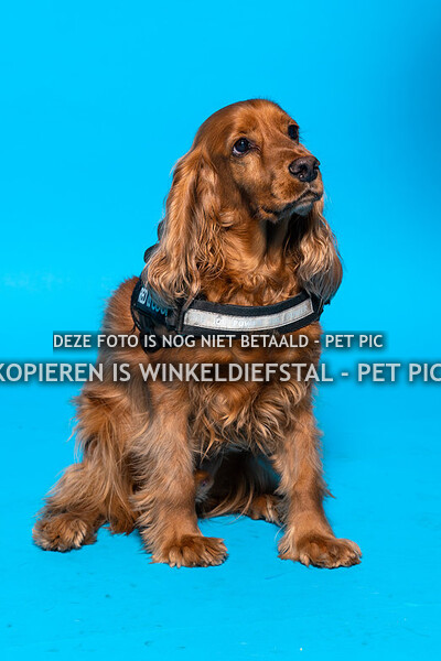 010 hond 