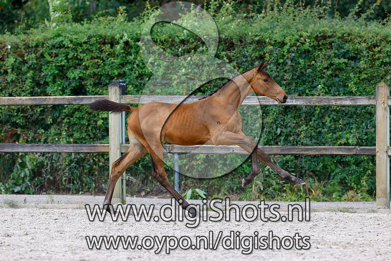 Raising Star SIH v. O'Neill van t Eigenlo