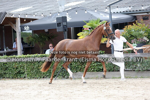 31 Sytha (My Blue Hors Santiano x Forsytha v. Sir Donnerhall)
