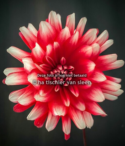 DAHLIA ROOD WIT