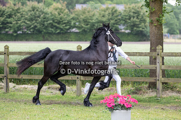 4. Premiekeuring 3 jr veulenboekmerries