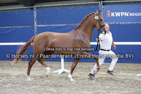 37 Orange Apple Blossom