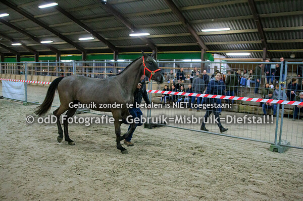 Jumpers of the future Oirschot 3-jarigen 23-02-24