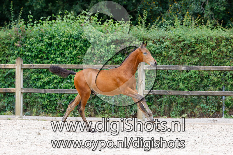 Cordino Z v. Cornet Obolensky