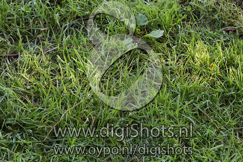 Ring 7 Klasse ZZ Licht