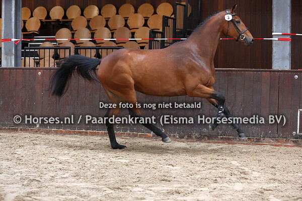 3 Seline HBC (Nashville x Afrodiet v. Undercover)