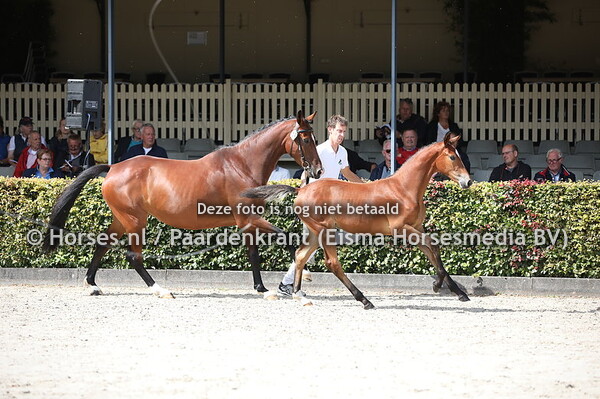 74 Olonie DP (Heineken VK VDL x Holga v. Cantos) (1)