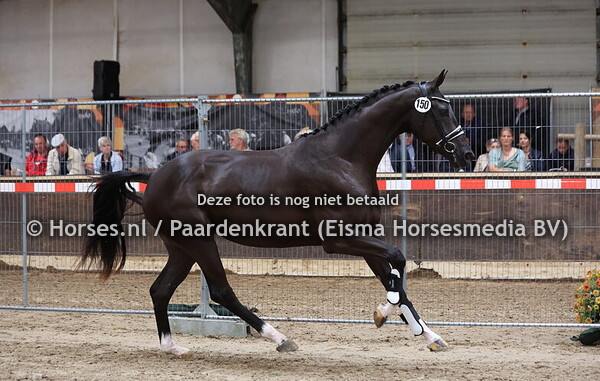 150 Rilana (Kjento x Ilana v. Cupido)