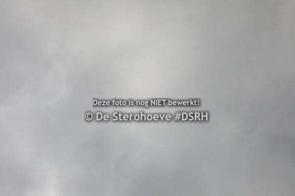 merries van 4j en ouder dressuur