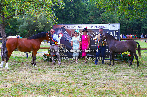 Championat 1-2 jährige Stuten und Hengste.