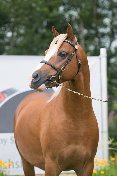Dragon Welsh Pony Show