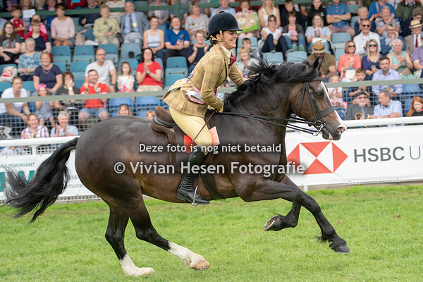 Ridden Section D Mares