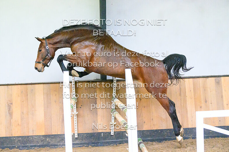 Paard_30