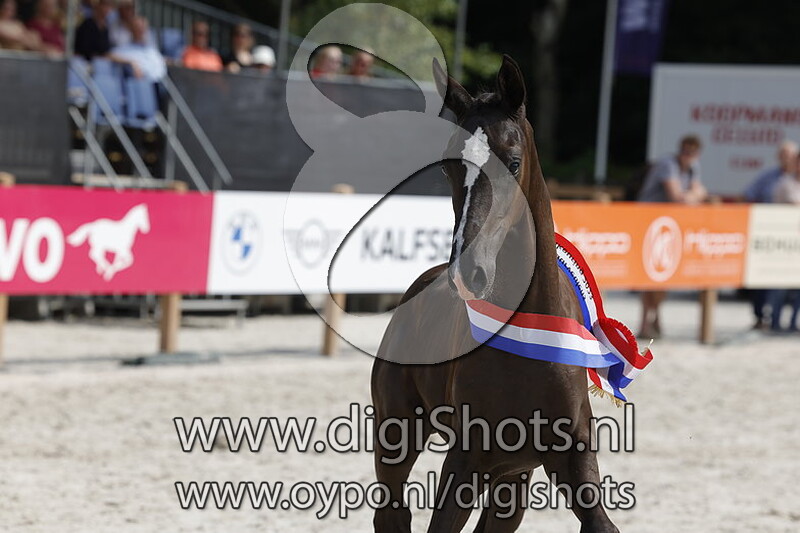 Tamina Deblin BS v. Extreme US