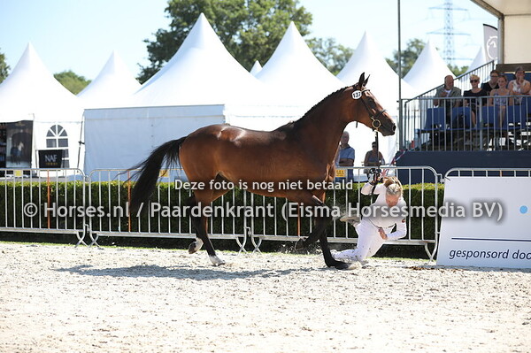 137 Lycole M (Ferdinand x Vinicole v. Gribaldi) (1)