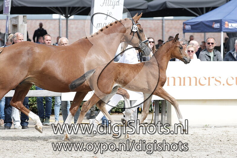 Viamiek Ave v. Sarai L