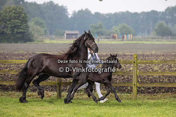 Rubriek 1 hengstveulens