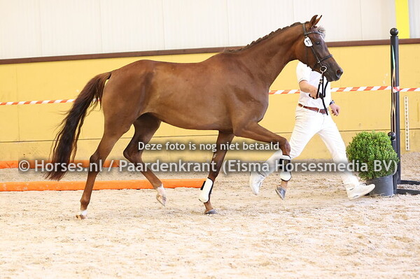 11 Spiritwood Tarpania (Las Vegas x Marywood Tarpania v. Totilas)