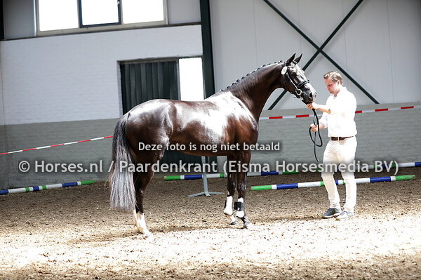 16 Oranda (Kremlin x Wiranda v. Polansky)