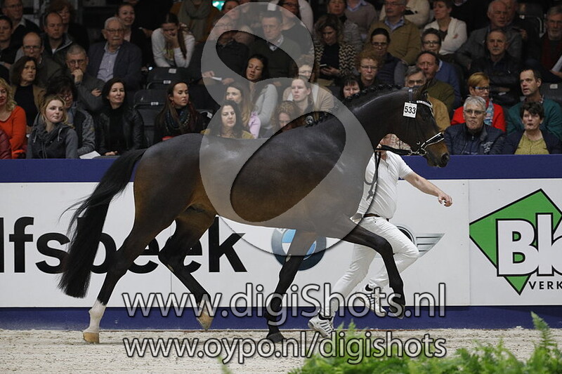 Mister Diamond van de Molenkouter 533