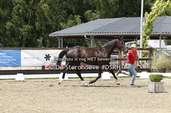 14. VROUWELIJKE TWEEJARIGEN SPRINGEN