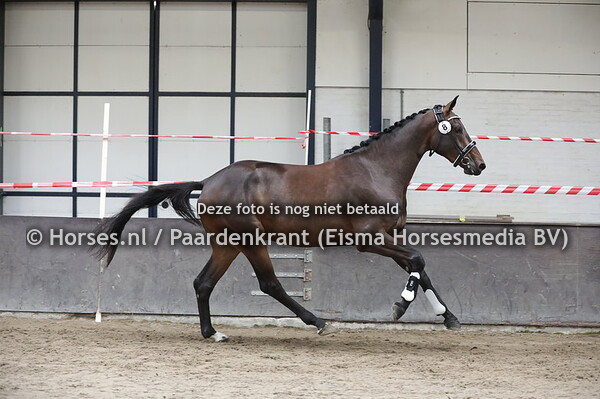 8 Miss Franklin (Franklin x Faphira v. Westpoint)