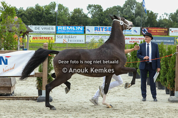 50 - Stardancer C ( Icellie x Plains Liberator )