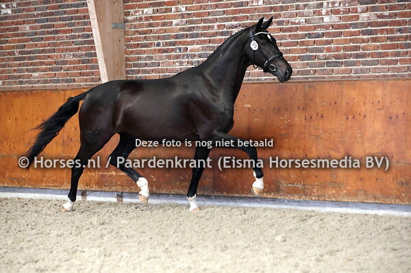 21-06-23 Stamboekkeuring Haaksbergen