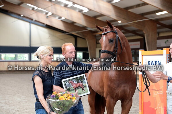 41 Lantanas v Sir Donnerhall x Hemmingway