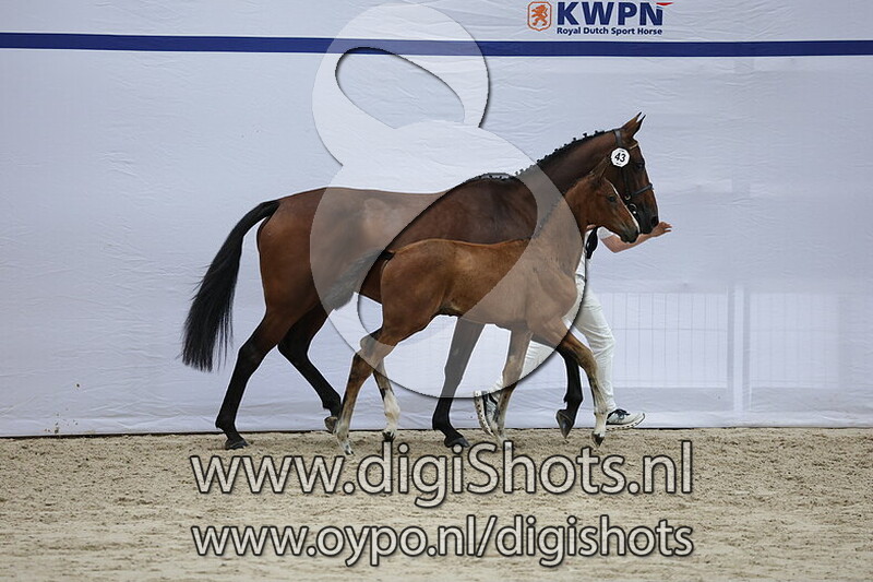 Valerie Fortuna LF VDL v. Mindset ES