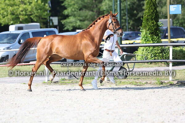 35 SUBLIME RONA KS (DYNAMIC DREAM x WERONA)