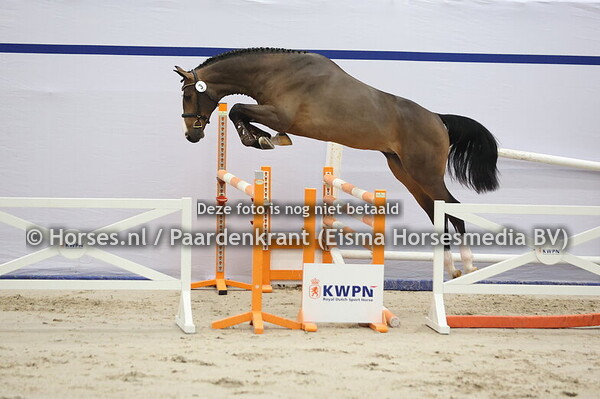 3 (All Star x Balouber du Rouet)