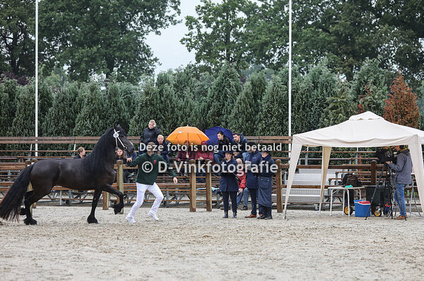 Rubriek 6a 3 jarige veulenboekmerries