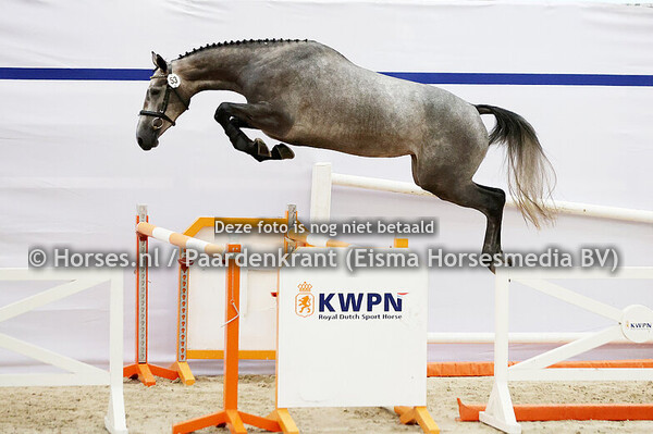 53 Carina Bouch JDL Z (Cardento x Jabouche v. Kannan)