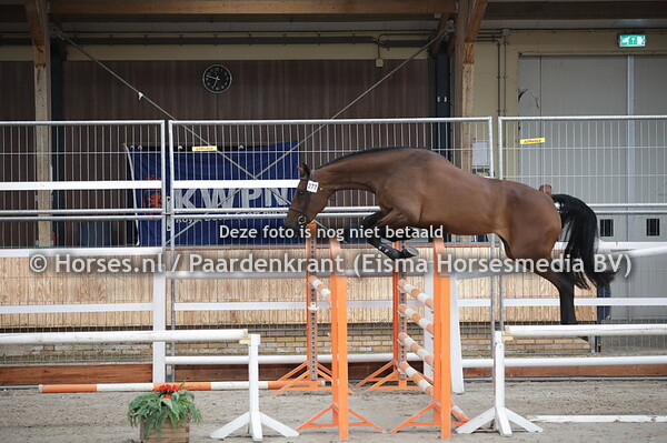 277 Mis Frieda (Chapeau TN x Frieda v. Warrant)