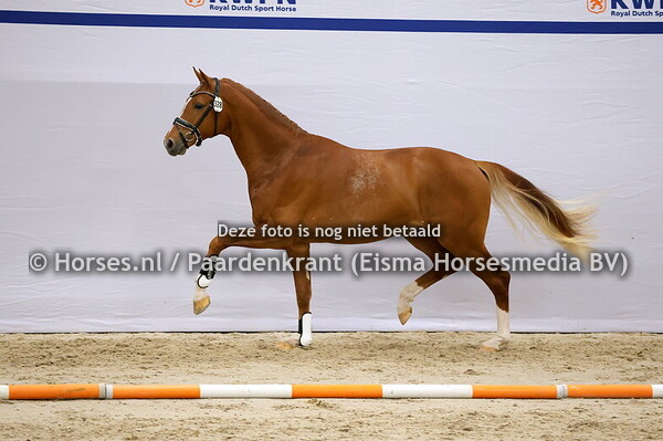 KWPN 1e bez 10 december middag 2024 dressuur