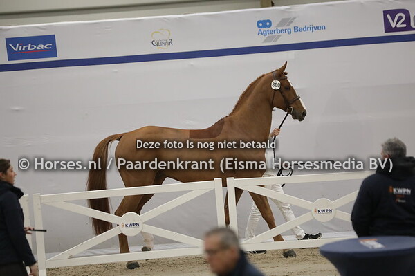 800 A Moonlight Speciale Z (Aganix x Chacco Blue)