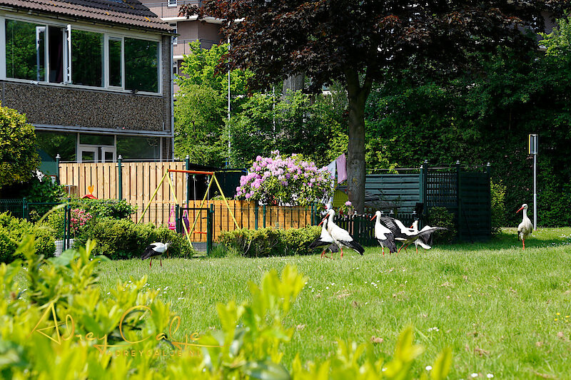 Ooievaars in Voorburg