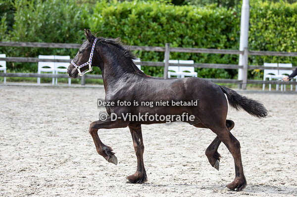 42. Reike W van de Sprong