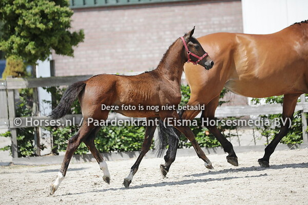 81 Twinkel of Jannie FTC (Kyton x Jongvrouw v. Fairytale)