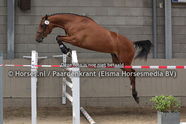 15 Hazelberg's Noumea (Indian Gold x VHZ Jill v. Juweel)