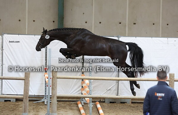 127 Rinderella (Chopano Z x Ginderella)