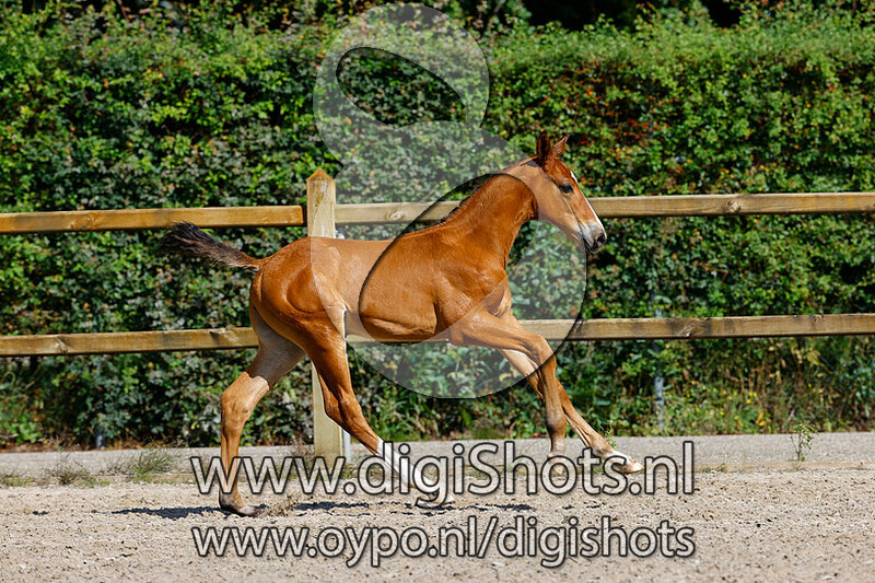 Rumour Has It v. Valverde NRW