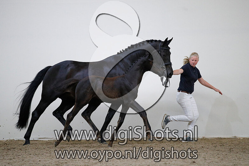 Talented Girl van de Celiebrug v. Fuerstenball