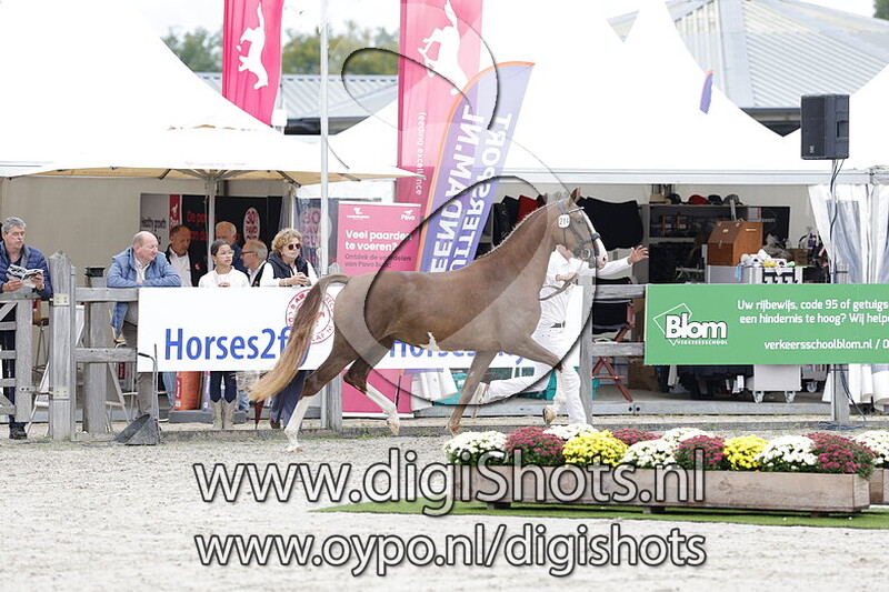 Sparkling Foxy v. Edmundo