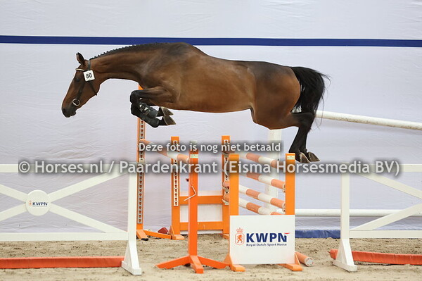 80 Scotty O'Rissa (Landino x Dorissa v. Cardento