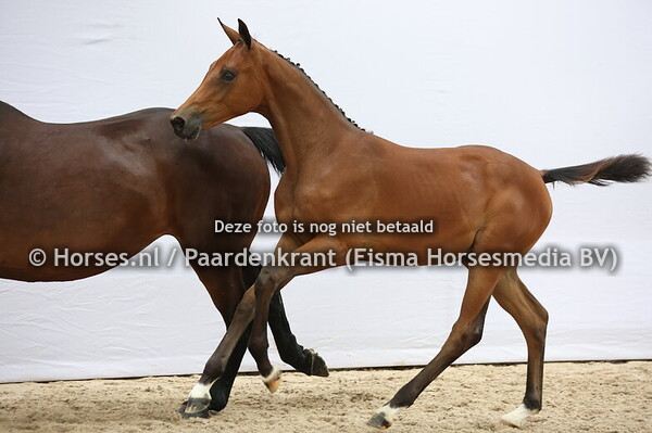 22 Violina Balia van Seldsum (Drummer x Onina Balia SMH v.Glasgow-W )