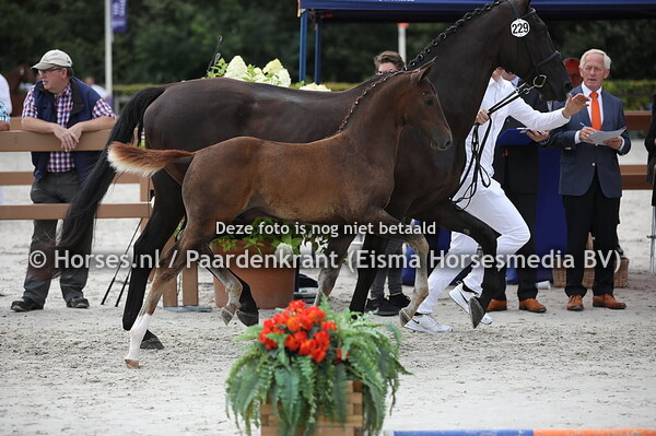 229 Orson M (Henkie x Anthal v. Negro)